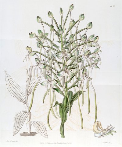 Habenaria procera by Miss Drake